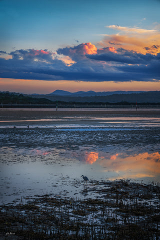 Bird on Boardwalk — Wall Art | Merimbula NSW