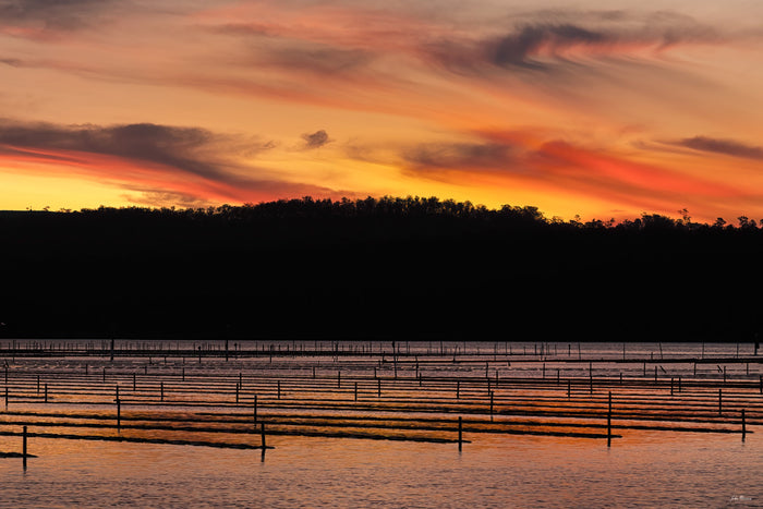 Top Lake Merimbula sunset, oyster lease frames in golden water — fine art print