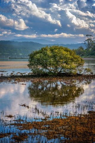 Merimbula Boardwalk Vista — Wall Art | NSW