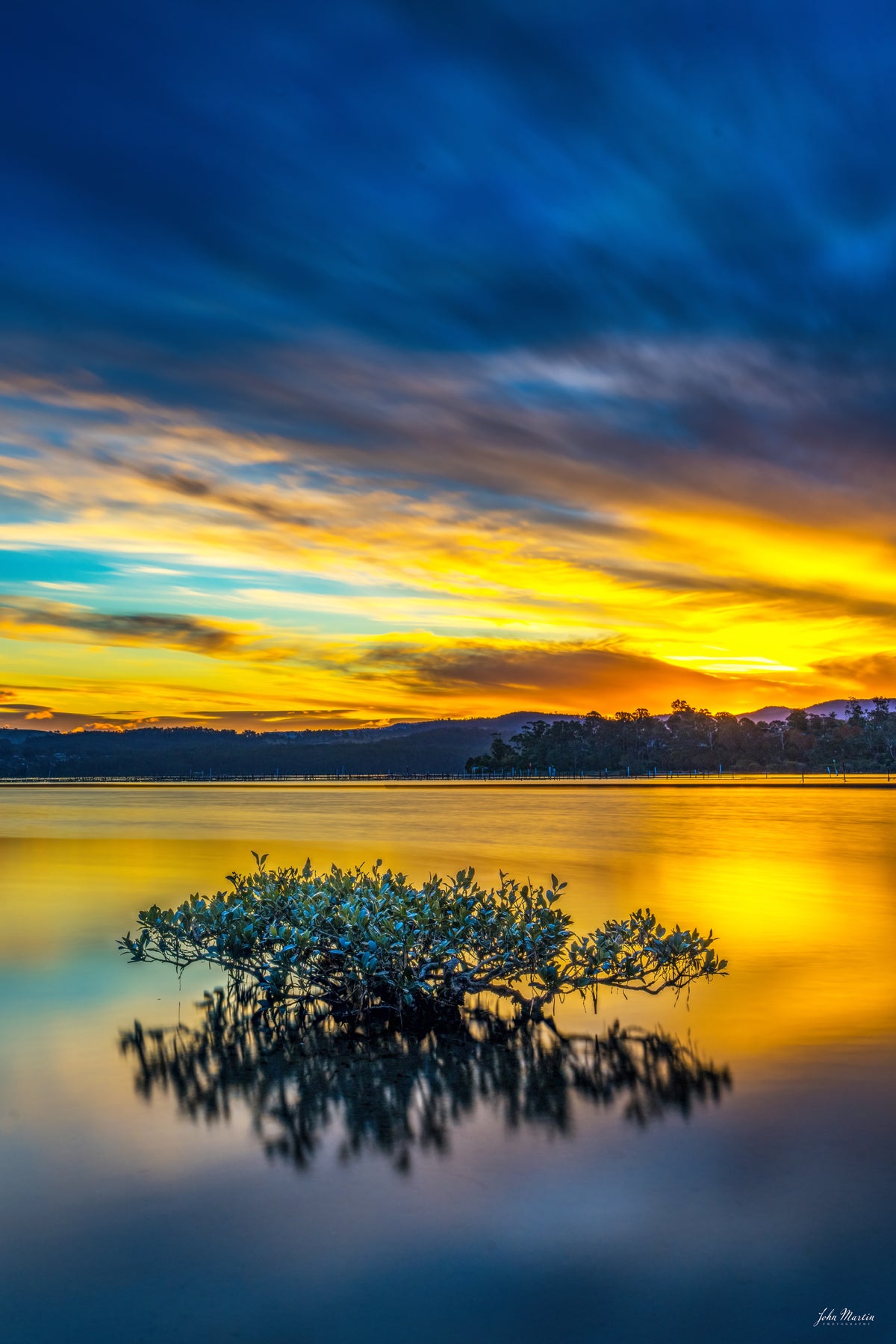 A lone mangrove reflected in the still water of Top Lake, Merimbula — fine art print