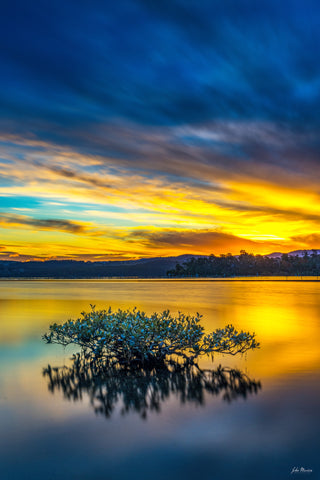Mangrove Reflections — Wall Art | Merimbula NSW