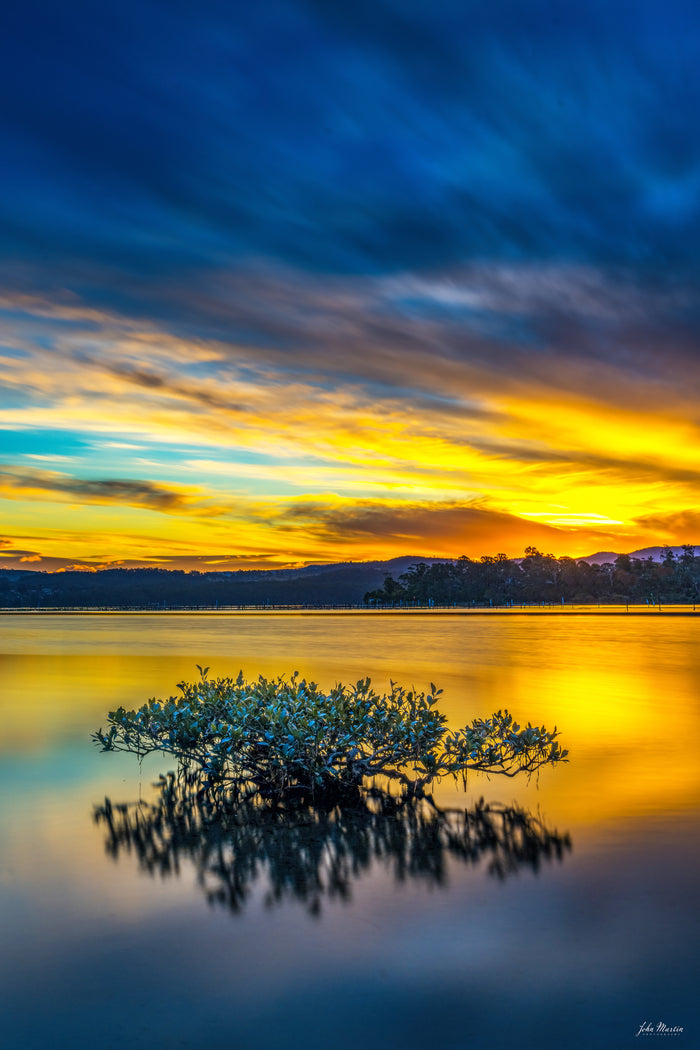 A lone mangrove reflected in the still water of Top Lake, Merimbula — fine art print