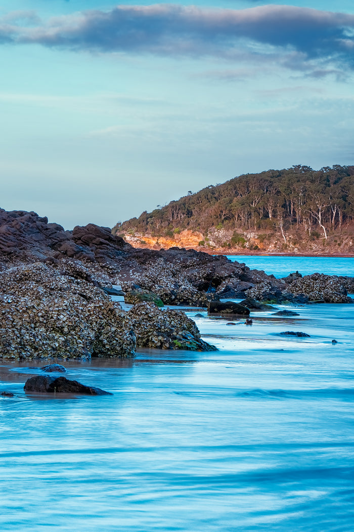 Oysters growing on the rocks at Pambula River Mouth — fine art print