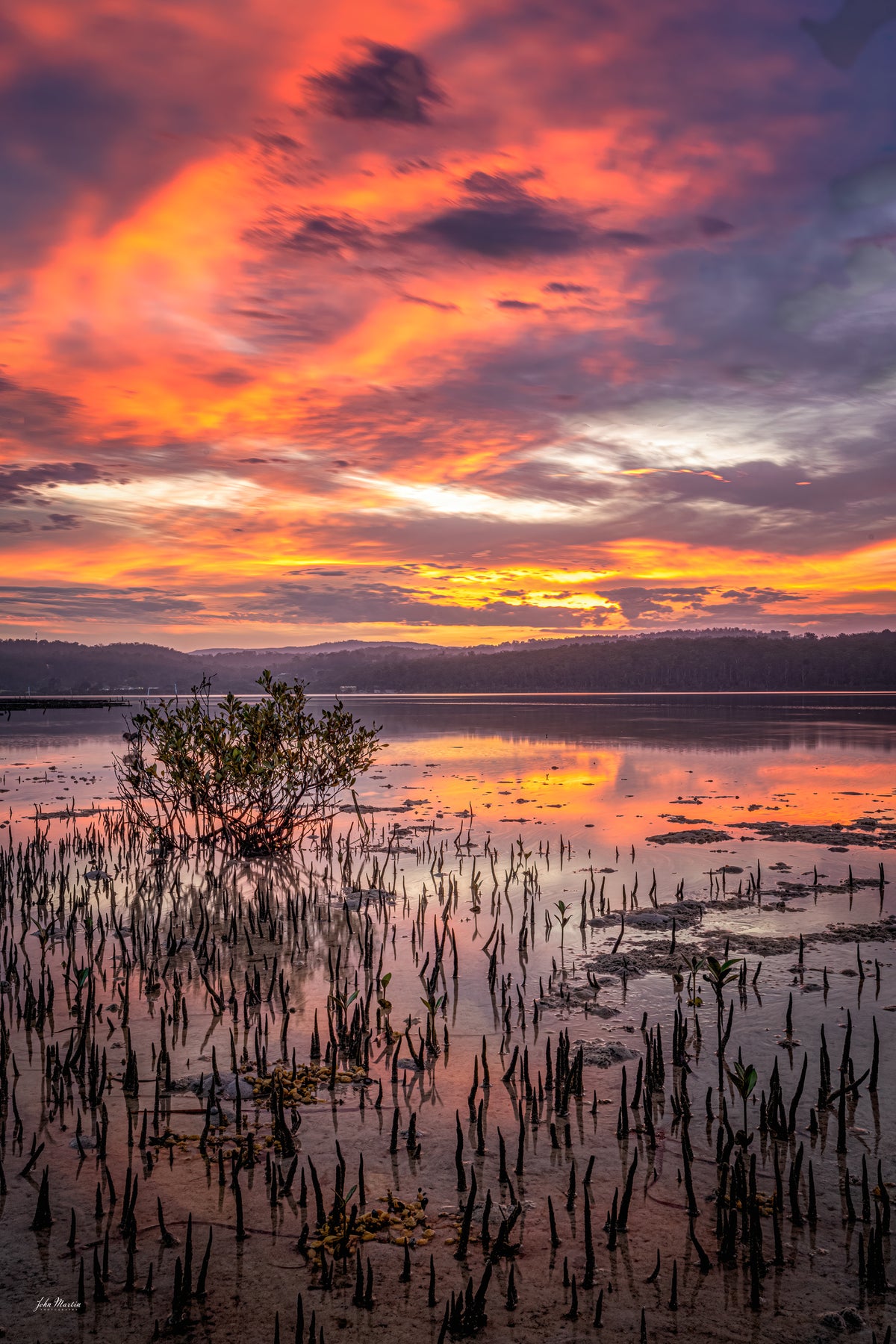 A lone mangrove standing in the shallows of Top Lake, Merimbula, beneath a burning red sunset sky — fine art print