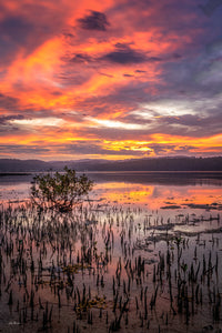 A lone mangrove standing in the shallows of Top Lake, Merimbula, beneath a burning red sunset sky — fine art print