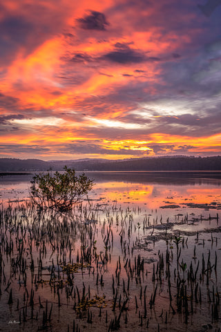 Top Lake Mangrove — Wall Art | Merimbula NSW