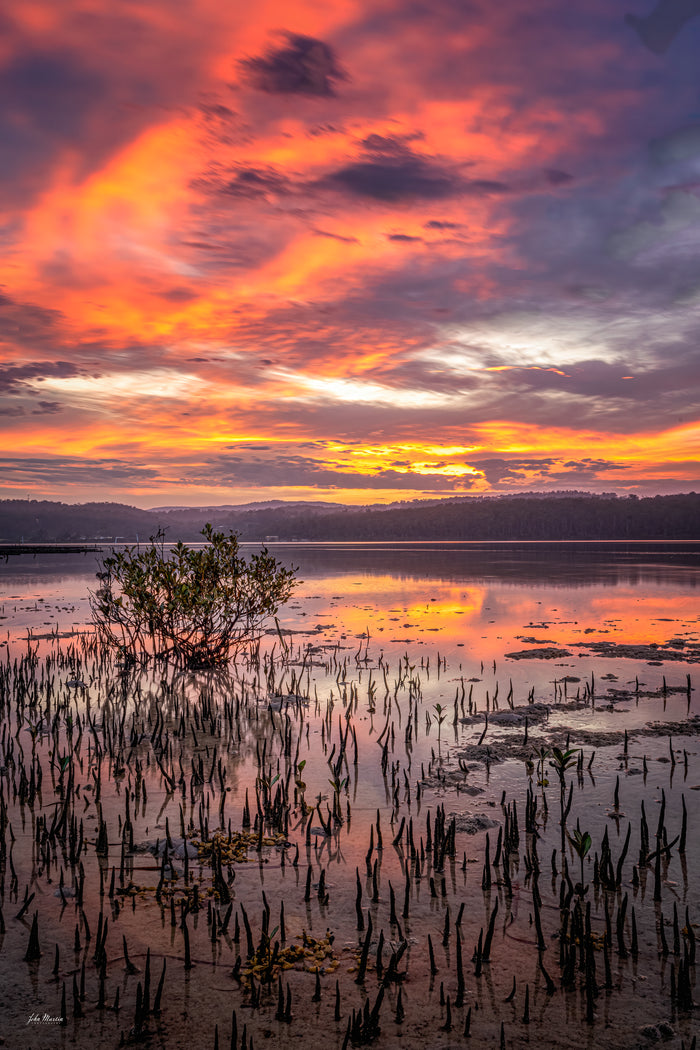 A lone mangrove standing in the shallows of Top Lake, Merimbula, beneath a burning red sunset sky — fine art print
