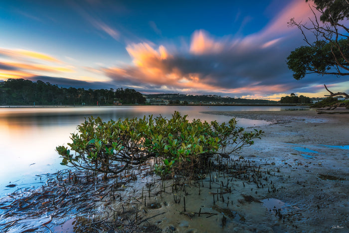 A low mangrove on the exposed tidal flat at Merimbula Lake beneath long-exposure cloud, the township on the far shore — fine art print