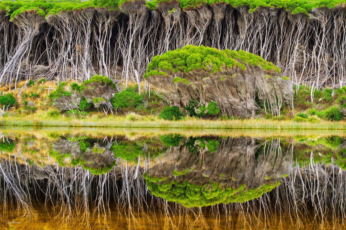 Pale paperbark trunks and green canopy mirrored in still tannin-brown water at Bournda, an almost perfect symmetry — fine art print