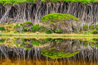 Pale paperbark trunks and green canopy mirrored in still tannin-brown water at Bournda, an almost perfect symmetry — fine art print
