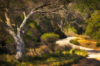 Merimbula Boardwalk — Wall Art | NSW