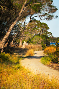 The Merimbula Boardwalk under thick foliage canopy at sunset — fine art print