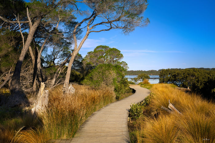 The timber Merimbula Boardwalk curving away between golden grasses under a deep blue sky, leaning trees overhead and the lake beyond — fine art print