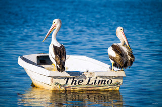 Pelican's Limo — Wall Art | Merimbula NSW