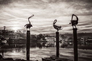 Pelican Sculptures — Black & White Wall Art | Merimbula NSW