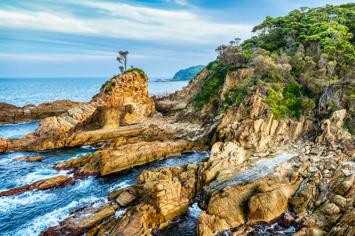 A lone tree perched on a golden rock stack among the sea-washed shelves at Cuttagee, a forested slope beyond — fine art print