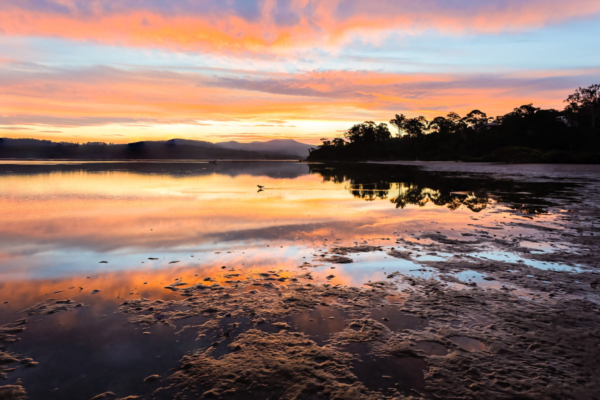 Pink and gold sunset mirrored in the wet tidal flats of Top Lake, a lone bird walking the mud flats — fine art print