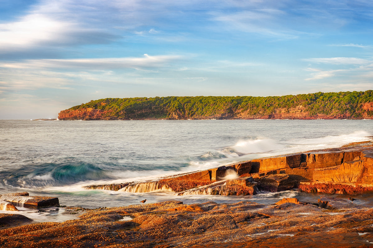Sunrise on the wide rock shelf at Short Point, Merimbula, water sheeting back off the barnacled ledge with an oystercatcher feeding and the forested headland catching first light across the bay — fine art print
