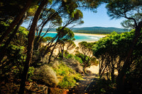 Timber steps descending through coastal trees to the beach at Wallagoot Lake, Bournda National Park, under a clear blue sky — fine art print
