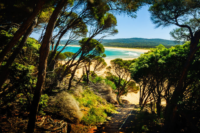 Timber steps descending through coastal trees to the beach at Wallagoot Lake, Bournda National Park, under a clear blue sky — fine art print
