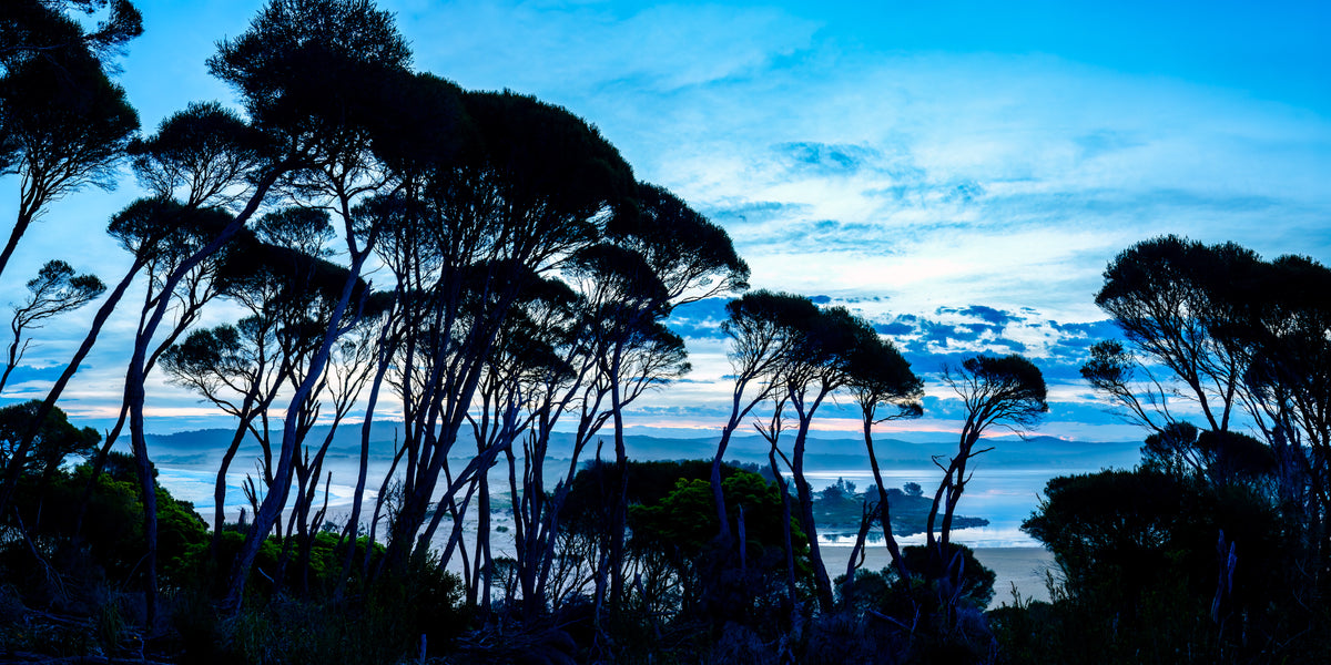 Wind-shaped coastal trees in silhouette against a deep blue dusk sky, with Wallagoot Lake and the sea beyond, Bournda — fine art print