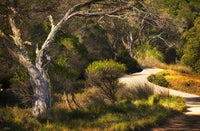 Merimbula Boardwalk photograph, lake shore walk at golden hour
