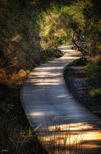 Merimbula Boardwalk Two print, lake at sunset through trees