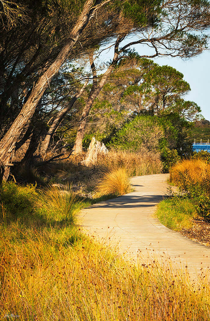Merimbula Boardwalk Three print, lake shore path through native bush