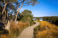 Merimbula Boardwalk Five print, lake shore walk through eucalypts at sunset