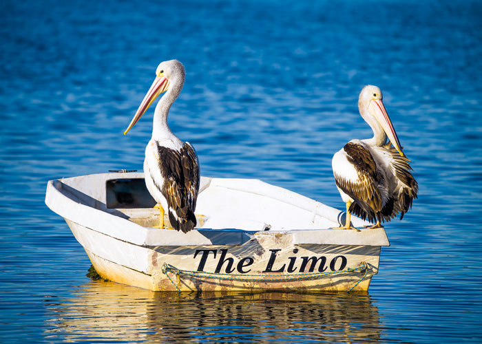Pelican Limo acrylic block print, Merimbula Lake NSW photography