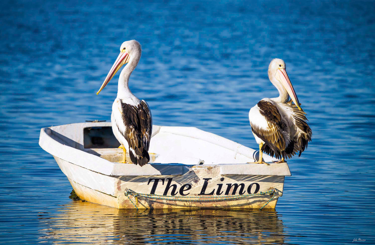 Pelicans on boat Merimbula Lake print, first class travel for birds