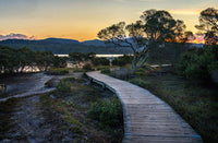 Merimbula Boardwalk Four print, intimate path through mangroves at sunset