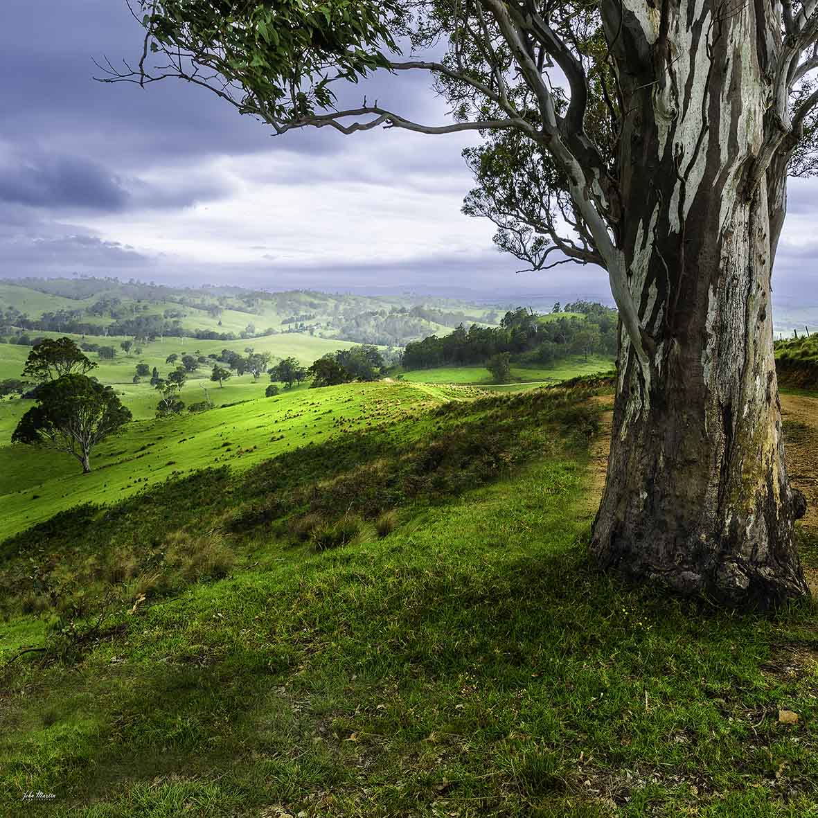 Bega Valley pastoral landscape print, gum trees and green hills