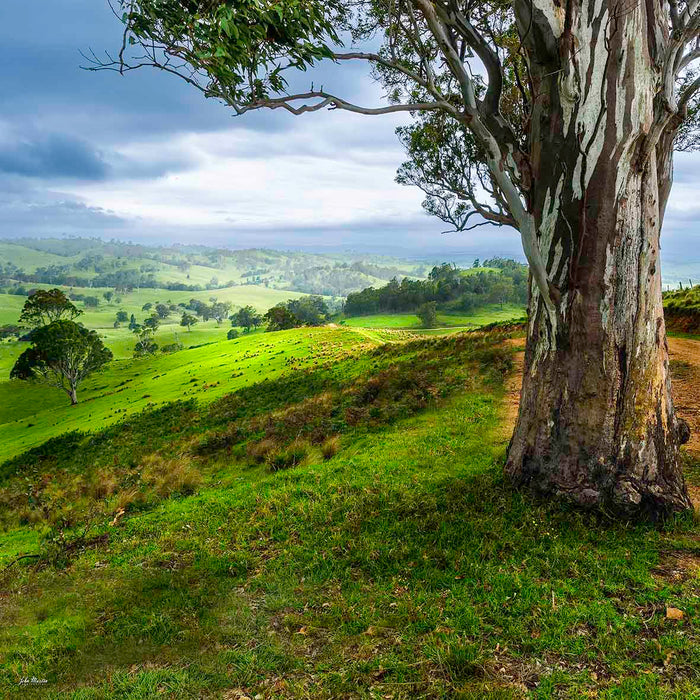 Bega Valley pastoral landscape fine art print, gum trees and green hills