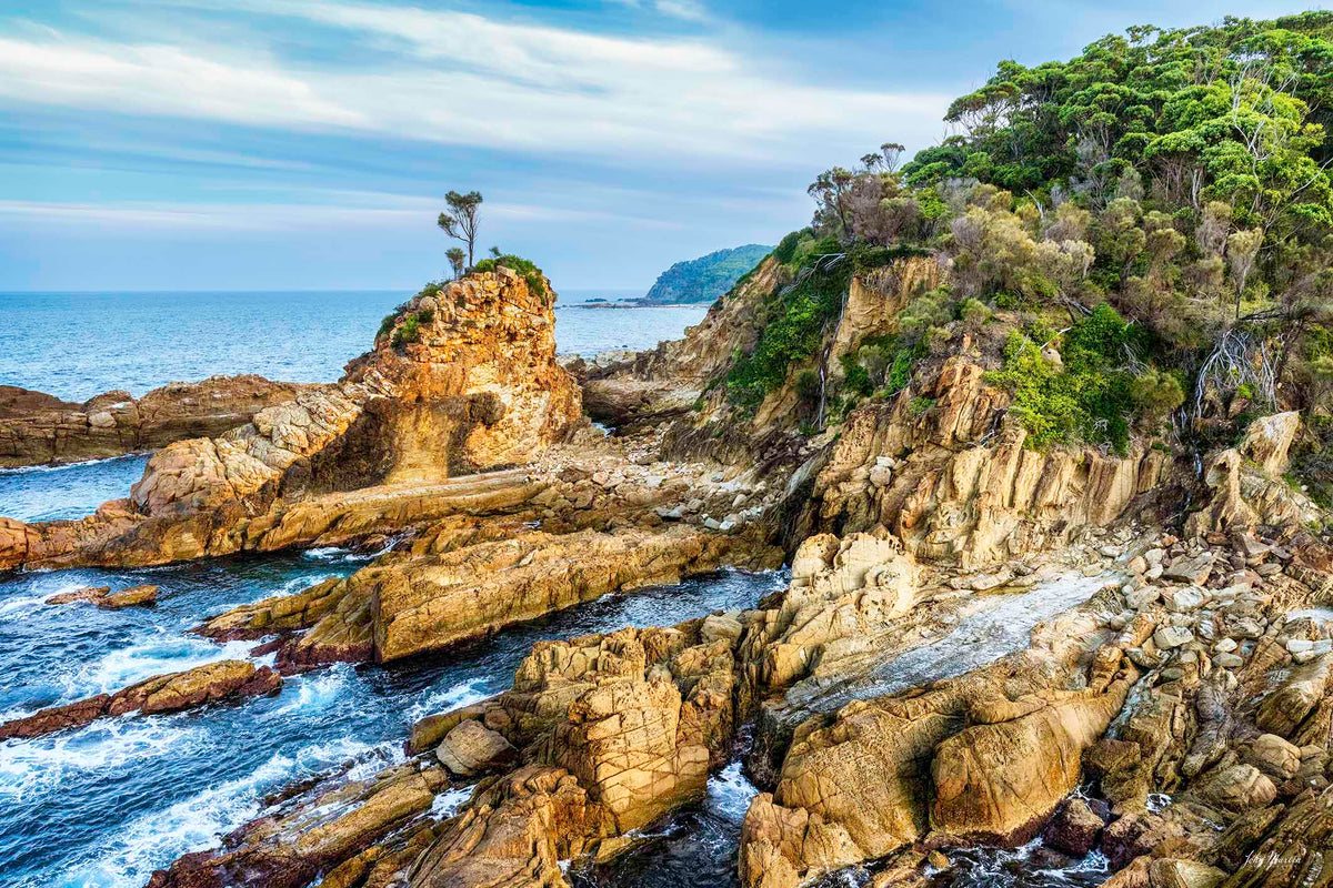 Lone tree Cuttagee rock stack print, aerial view of resilient tree above Tasman Sea