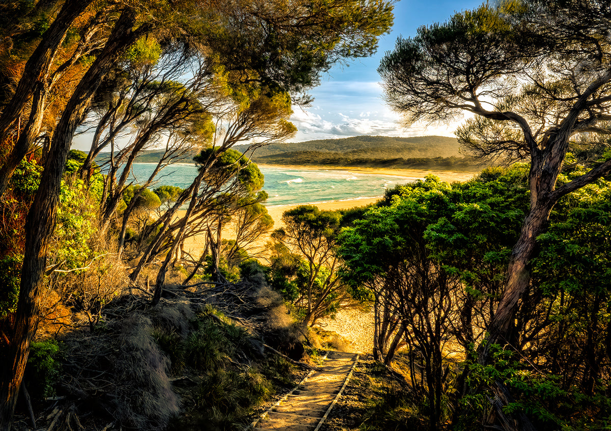 Tree-lined path to Wallagoot Lake beach, Bournda National Park NSW Sapphire Coast — fine art print