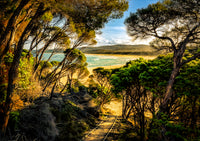 Tree-lined path to Wallagoot Lake beach, Bournda National Park NSW Sapphire Coast — fine art print