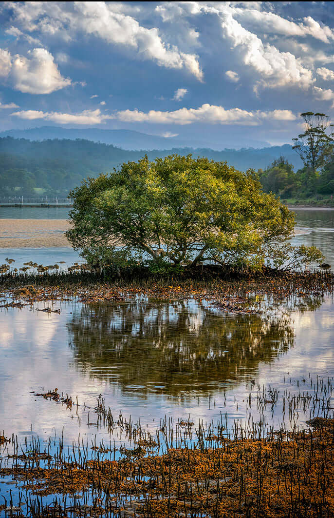 Merimbula Boardwalk mangrove canopy photograph
