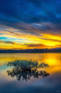 Top Lake Merimbula sunset print with lone mangrove tree reflected in water