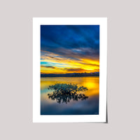 Lone mangrove at Top Lake in golden sunset, Merimbula NSW — fine art print