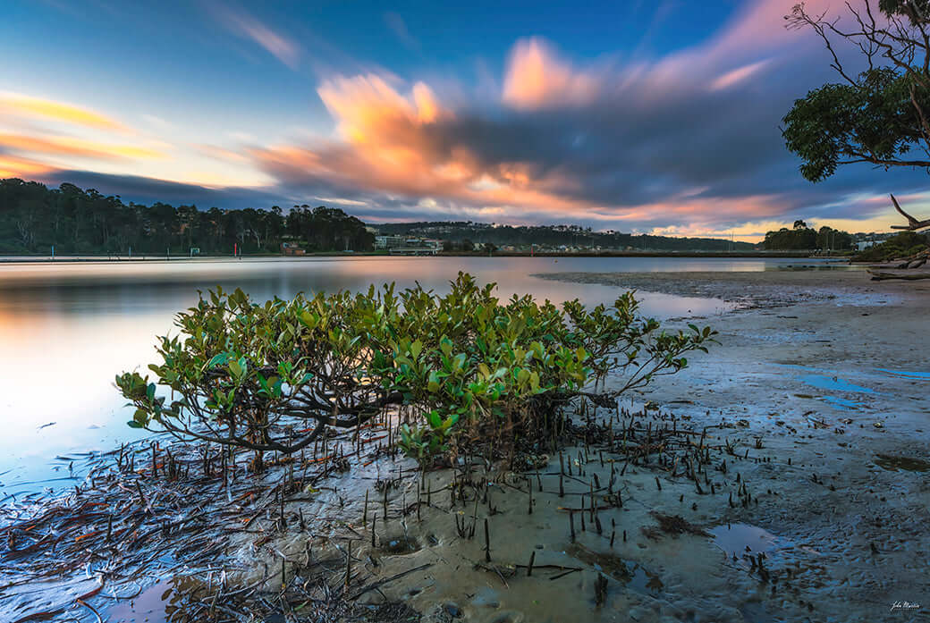 Merimbula mangrove tree aerial print, lake and coastline framed through foliage