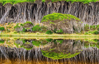 Bournda Lagoon reflections print, perfect symmetry of paperbark trees in water