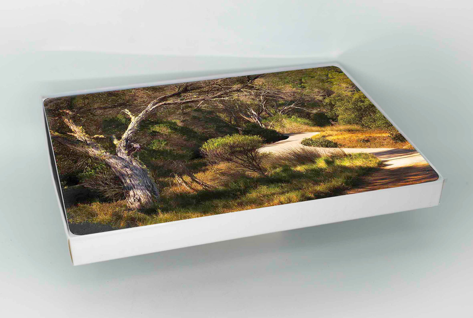 Cork-backed placemats set of six — bush track on the Merimbula Boardwalk in afternoon light, NSW Sapphire Coast