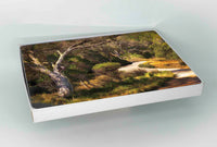 Cork-backed placemats set of six — bush track on the Merimbula Boardwalk in afternoon light, NSW Sapphire Coast