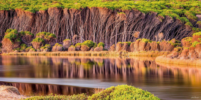 Bournda Lagoon 2:1 panorama, swans and sea eagles, Sapphire Coast NSW